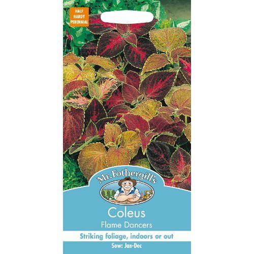 Coleus-Flame-Dancers_MrF