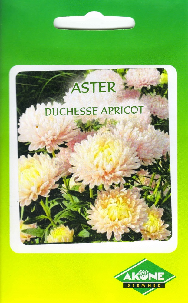 aster_duchesseApricot_A