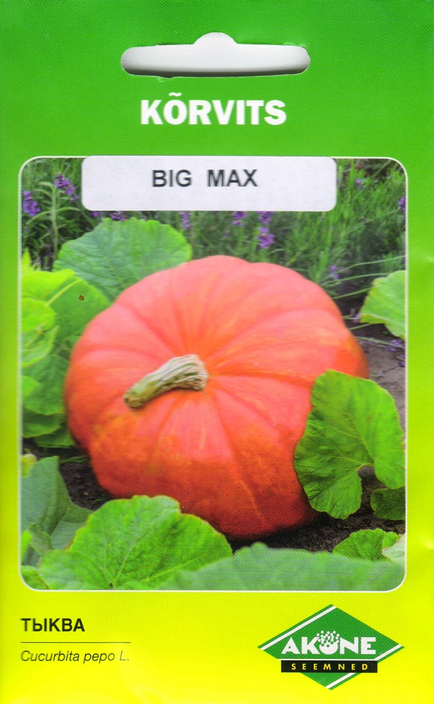 korvits_BigMax_A