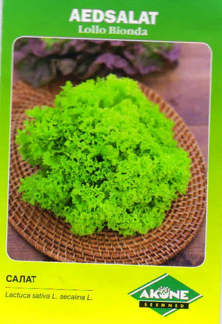 aedsalat_LolloBionda_A