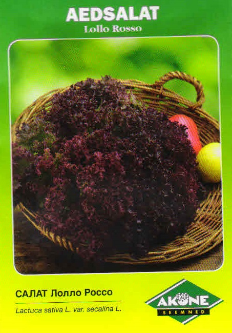 aedsalat_lollorosso_A