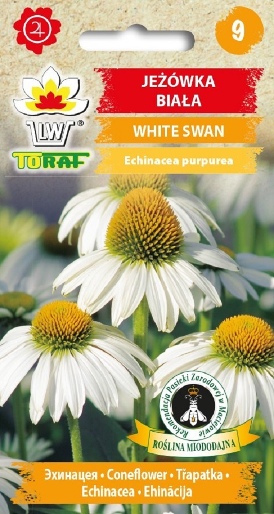 echinacea white swan toraf