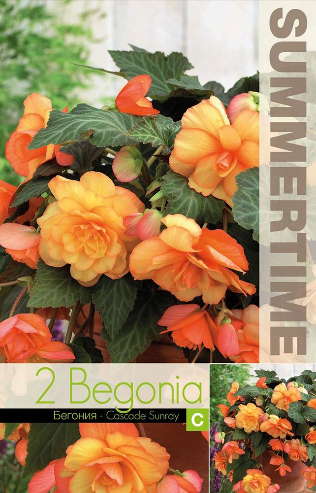 begonia_cascadeSunray
