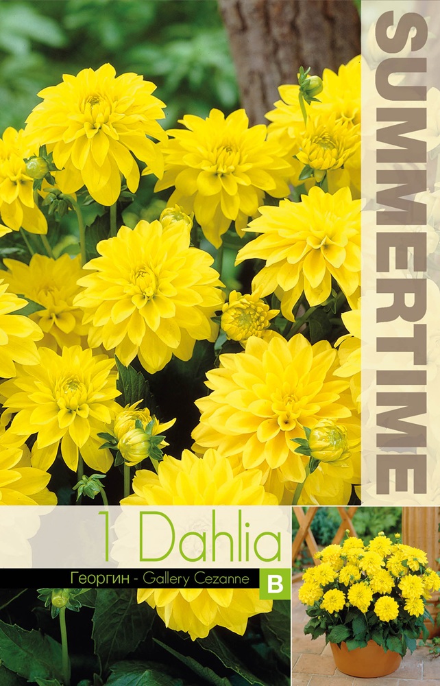 daalia_gallery_cezanne