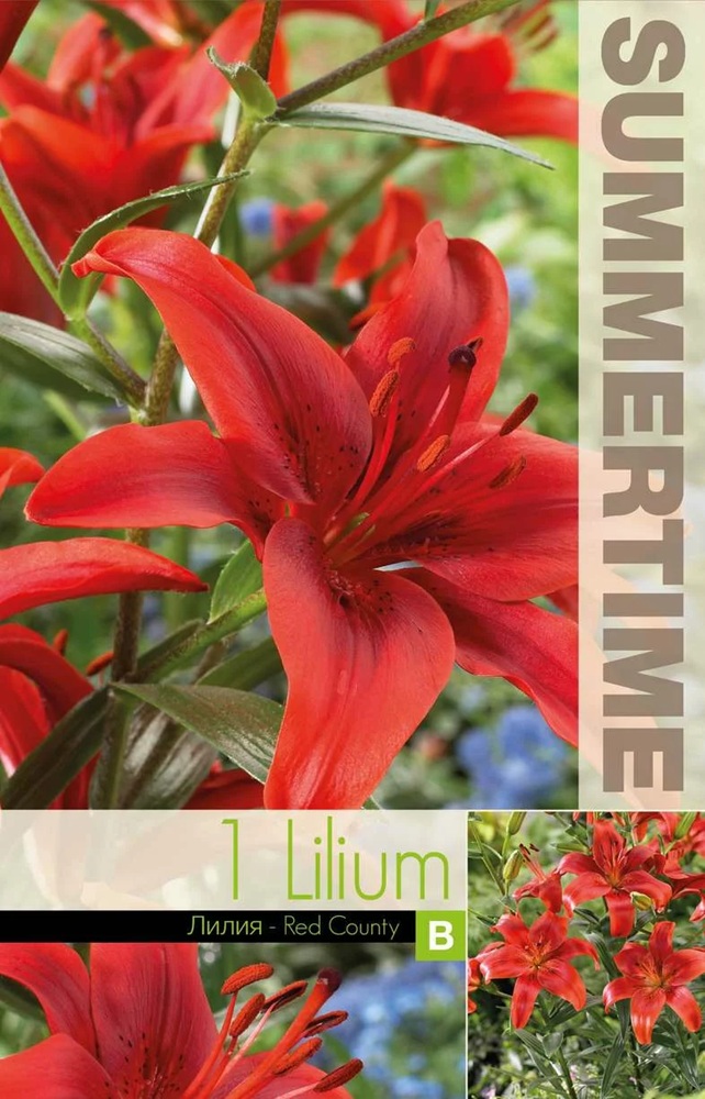 lilia_red_county